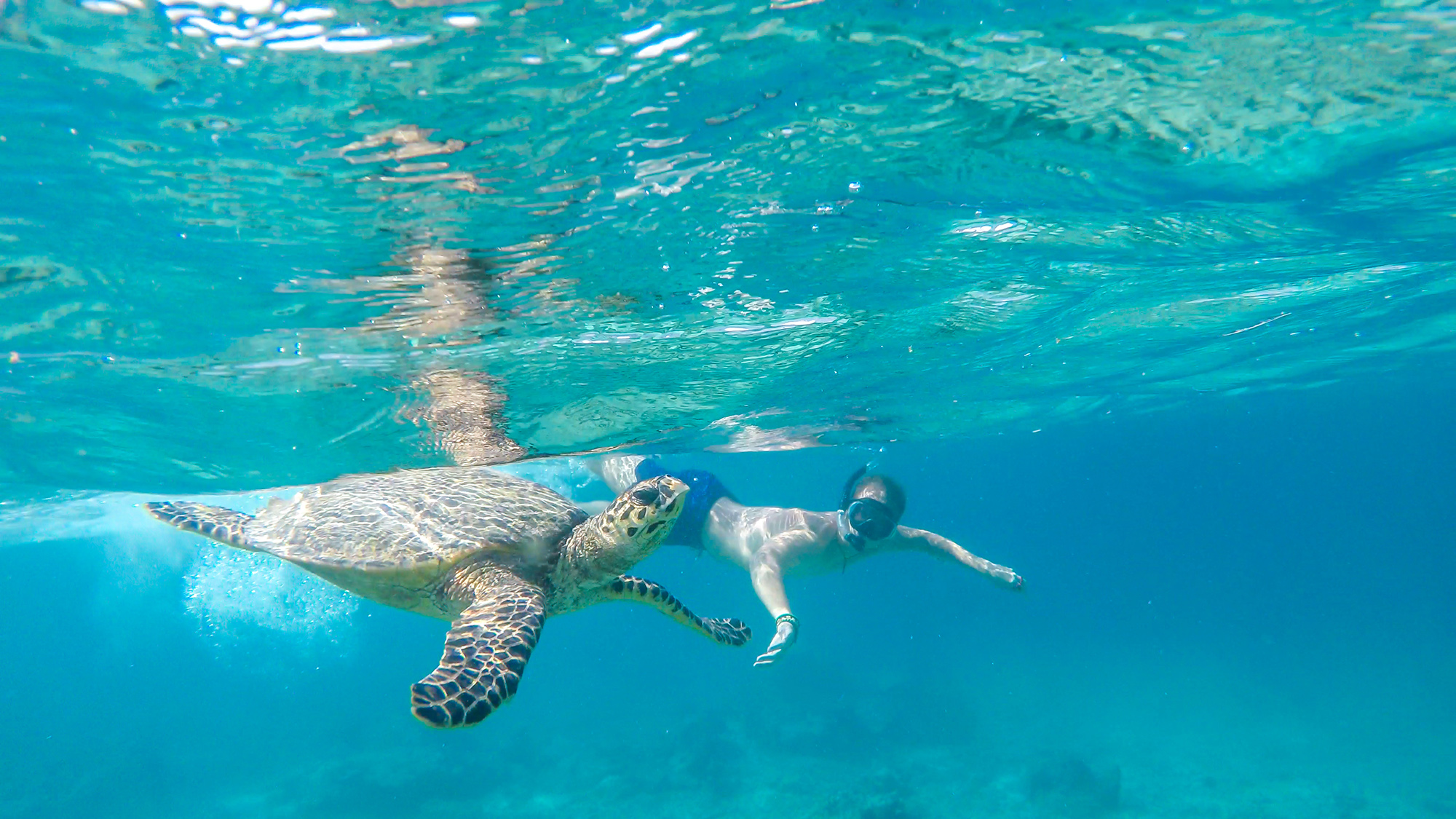 Marine Marvels: Dive into Snorkeling and Diving Heaven