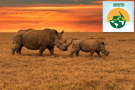 Rhino Conservation Initiative: A Global Effort to Save a Species